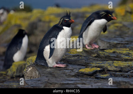 Gorfous sauteurs Eudyptes chrysocome debout sur des roches plus sombres des îles Falkland Island Banque D'Images