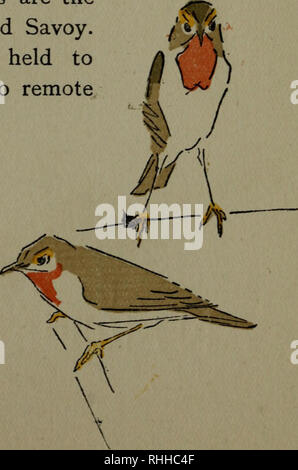 . Bodley Head l'histoire naturelle. L'histoire naturelle ; les oiseaux. . Veuillez noter que ces images sont extraites de la page numérisée des images qui peuvent avoir été retouchées numériquement pour plus de lisibilité - coloration et l'aspect de ces illustrations ne peut pas parfaitement ressembler à l'œuvre originale.. Cuming, E. D. (Edward William Dirom), 1862-1941. London ; New York : Lane Banque D'Images