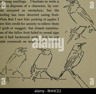 . Bodley Head l'histoire naturelle. L'histoire naturelle ; les oiseaux. . Veuillez noter que ces images sont extraites de la page numérisée des images qui peuvent avoir été retouchées numériquement pour plus de lisibilité - coloration et l'aspect de ces illustrations ne peut pas parfaitement ressembler à l'œuvre originale.. Cuming, E. D. (Edward William Dirom), 1862-1941. London ; New York : Lane Banque D'Images