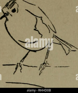 . Bodley Head l'histoire naturelle. L'histoire naturelle ; les oiseaux. . Veuillez noter que ces images sont extraites de la page numérisée des images qui peuvent avoir été retouchées numériquement pour plus de lisibilité - coloration et l'aspect de ces illustrations ne peut pas parfaitement ressembler à l'œuvre originale.. Cuming, E. D. (Edward William Dirom), 1862-1941. London ; New York : Lane Banque D'Images