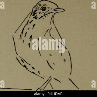 . Bodley Head l'histoire naturelle. L'histoire naturelle ; les oiseaux. . Veuillez noter que ces images sont extraites de la page numérisée des images qui peuvent avoir été retouchées numériquement pour plus de lisibilité - coloration et l'aspect de ces illustrations ne peut pas parfaitement ressembler à l'œuvre originale.. Cuming, E. D. (Edward William Dirom), 1862-1941. London ; New York : Lane Banque D'Images