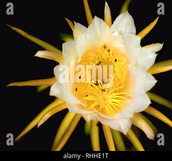 Les abeilles australiennes la collecte du pollen d'une fleur blanche fruit du dragon Banque D'Images