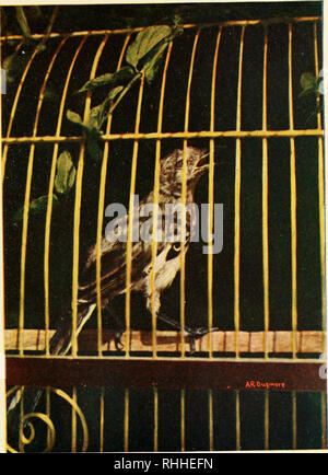 . Bob, l'histoire de l'oiseau-moqueur. Les oiseaux-moqueurs. . Veuillez noter que ces images sont extraites de la page numérisée des images qui peuvent avoir été retouchées numériquement pour plus de lisibilité - coloration et l'aspect de ces illustrations ne peut pas parfaitement ressembler à l'œuvre originale.. Lanier, Sidney, 1842-1881. New York, Scribner Banque D'Images