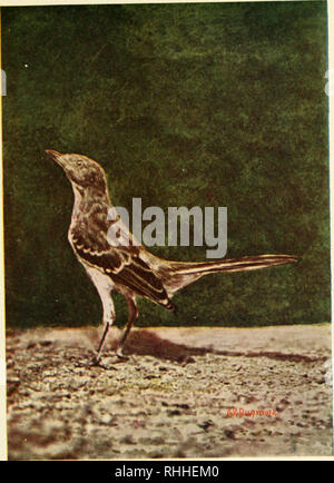 . Bob, l'histoire de l'oiseau-moqueur. Les oiseaux-moqueurs. . Veuillez noter que ces images sont extraites de la page numérisée des images qui peuvent avoir été retouchées numériquement pour plus de lisibilité - coloration et l'aspect de ces illustrations ne peut pas parfaitement ressembler à l'œuvre originale.. Lanier, Sidney, 1842-1881. New York, Scribner Banque D'Images