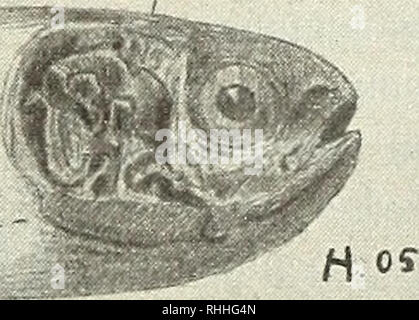 . Blätter für Aquarien und- Terrarien-Kunde. Akzessorisches Atmungsorgan Schlangenkopf- und nach à carnassiers pont. B.. Bi-B.ß4. : Kiemenbögen. S.H. : Superbranchialhöhle. O.H. : Mundhöhle. P.Z. : Schlundzähne. oes. : Speiseröhre. der Schlangenkopf Kletterfische- und im Zimmer habitually zu einer der Kiemen Verkle- bung mit nachfolgender Entzün- dung, die nicht immer glücklich abläuft, trotz der eminenten Zählebig- keit dieser Fische. Das Jahr 1905 brachte die Ausstellung der Val- lisneria »" zu Magdeburg. Da versuchte ich denn alles, um durch Vorfüh- rung eines neuen Aqua- rienzuchterfolges den Besu Banque D'Images