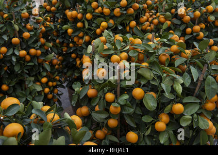 Hong Kong, Kowloon, Hong Kong. Feb, 2019 2e. kumquats, également connu sous le nom de la mandarine, des arbres pour vendre à Hong Kong vu pendant les préparatifs.L'ancienne colonie britannique de Hong Kong se prépare pour le Nouvel An Chinois Lunaire 2019. Les gens de la ville sont occupés à décorer pour accueillir l'année du cochon. Credit : Miguel Candela/SOPA Images/ZUMA/Alamy Fil Live News Banque D'Images