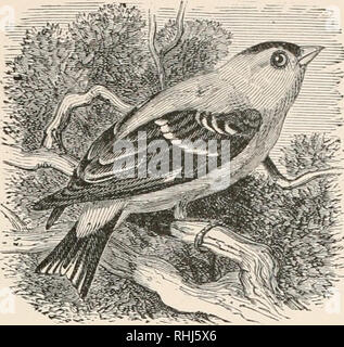 . Les oiseaux de l'Est de l'Amérique du Nord : connu pour se produire à l'est de la quatre-vingt-dixième méridien. Les oiseaux -- Amérique du Nord. Famille FR1NGILL1D-3S. Les Moineaux, les pinsons, les becs-croisés, etc. 241. Mandibules, non croisés ; slips, jaune ; jaune ; les ailes arrière, feu arrière aud noire, marquée de blanc. Chardonneret jaune Yellowbird. tipinus tristis (mâle). Voir n° 400. Mtmdibles, et non croisés ; gorge, jaune ; reste de uuderparts, olive grisâtre ; ailes et queue, noire, marquée de blanc. Chardonneret jaune. Yellowbird. Spinus tristis (femelle"). Voir n° 400.. Veuillez noter que ces images sont extraites des images de la page numérisée th Banque D'Images