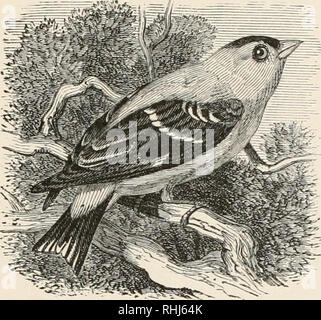 . Les oiseaux de l'Est de l'Amérique du Nord : connu pour se produire à l'est de la quatre-vingt-dixième méridien. Les oiseaux -- Amérique du Nord. Partie 1. Les espèces suivantes ont la gorge ou les parties inférieures plus ou moins marquée avec soit bleu, rouge, vert terne, ou d'un jaune vif : -. L'oiseau, entièrement jaune (mâle), ou de la gorge, jaune ; parties inférieures gris olive terne, (femme) ; ailes et queue, noire, marquée de blanc ; jaune sur imder- parties varie beaucoup, en fonction de l'âge et la saison. Yellowbird. Chardonneret jaune. Spinus tristis. Voir n° 400. L'oiseau, d'un rouge vif, ou teinté de rouge ; dos, vert ; bleu, de la couronne. Catégorie unique peint Bunt Banque D'Images