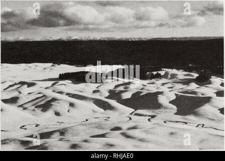 . Les bisons du parc national de Yellowstone. Bison d'Amérique, les mammifères. Fig. 5. Des bisons dans l'hiver de la vallée de Pelican gamme.. Fig. 6. Une partie de la Hayden Valley gamme hiver avec Alum Creek au premier plan.. Veuillez noter que ces images sont extraites de la page numérisée des images qui peuvent avoir été retouchées numériquement pour plus de lisibilité - coloration et l'aspect de ces illustrations ne peut pas parfaitement ressembler à l'œuvre originale.. Meagher, Margaret Mary ; United States. National Park Service. [Washington] : U.S. Department of the Interior, National Park Service Banque D'Images