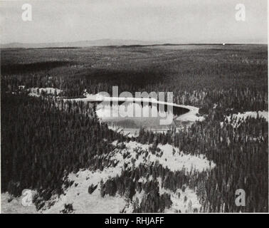 . Les bisons du parc national de Yellowstone. Bison d'Amérique, les mammifères. La zone d'étude 5. Fig. 2. Vue aérienne d'une partie de la forêt, situé au centre du plateau. Au nord et à l'Est, la rivière Yellowstone à l'ouest, et Pélican vallée au sud. Pelican Valley (Fig. 5), à 7800 pieds, fait référence à la vallée principale de la plus faible des parties de Raven Creek à l'embouchure du ruisseau de Pelican et comprend Marv Bay sur le lac Yellowstone. Hayden Valley, d'une altitude de 7700 pieds, est situé dans le parc (Fig. 6). Il s'étend du Grand Canyon de la pierre jaune- sud jusqu'à la boue, à l'ouest Banque D'Images