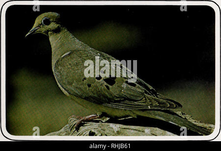 . Les oiseaux de Yellowstone et le Grand Teton National Parks. Les oiseaux ; les oiseaux. Le Chevalier grivelé Bruce Pitcher Goéland de Californie (Larus californicus) Le Goéland de Californie est un opportuniste qui permet peu de sources de nourriture pour échapper à son avis. Dans la région de Yellowstone et le Grand Teton, comme ailleurs, cette espèce suit le pêcheur, se nourrissant de poissons et de poissons éviscérés. Cependant, les poissons ne sont qu'un élément d'une alimentation variée qui comprend des souris, une variété d'insectes, et le cas échéant, les parties comestibles d'ordures. Le goéland de Californie adultes a un manteau gris avec le bout des ailes noir verdâtre, jambes, et un projet de loi avec un jaune Banque D'Images