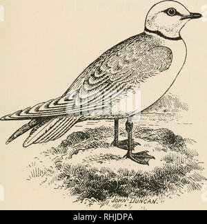 . Oiseaux des îles britanniques. Les oiseaux -- Grande-Bretagne ; Les oiseaux -- L'Irlande. Oiseaux des îles britanniques. 369 1RO60'0 6ull.. La Mouette rosée (Rhodostethia rosea, Macgillivray) est un ex- ceptionally la dispersion rares migrants d'hiver aux îles Britanniques, et habite les régions polaires. L'adulte a un plumage d'été dans la tête et le cou presque blanc, le dernier entouré d'un étroit collier noir ; le reste du plumage supérieur, gris perle, se changer en blanc sur les conseils d'une plus grande aile-caudales et investissements secondaires ; vexille externe de première plume quill, noir, blanc et la queue ; cuneated ; parties inférieures, blanc, teinté de r Banque D'Images