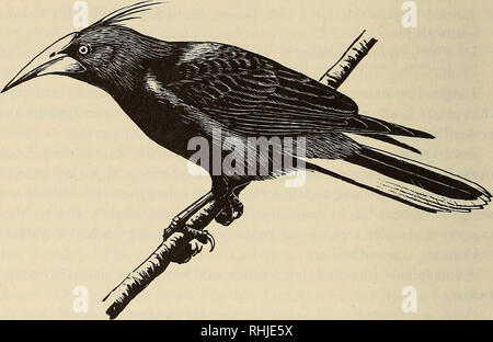 . Les oiseaux de la République du Panama. Les oiseaux. 342 LES OISEAUX DE LA RÉPUBLIQUE DE PANAMA tout à partir de la partie 4 dans les régions plus sèches de la péninsule Azuero et du sud du Code. L'espèce a été observée dans les contreforts jusqu'à 1350 m (Ridgely,T976, p. 306) ; Frank Hartman recueilli une femelle à El Volcan (1230 m), Chiriqui (maintenant dans la collection de l'université d'état de l'Ohio) et je les ai vus se nourrir dans une bananeraie à 1200 m à Santa Clara, Chiriqui.. Figure 28.-Chesnut-dirigé Oropendola, Chacarero Psarocolius wagleri, Comun, homme. Les populations de vers le sud du Nicaragua ont fait dans le passé Banque D'Images