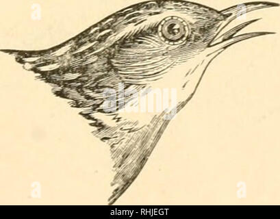 . Oiseaux du Michigan. Les oiseaux. Le Troglodyte mignon, légèrement réduit. •514r-722-(76). Liiemalis Troglodytes Vieill. * Winter Wren. Migrants commune ; "transitoire dans le comté de Monroe, vu plus souvent au printemps qu'en automne" (Jerome Trombley) ; "migrants à Plymouth" (J. B. Purdy) ; "très fréquent au printemps, en été et en automne, et parfois à la fin de l'hiver, les races" (M. M. Gibbs) ; cité par S. E. White à Grand Rapids, .le 11 juin 1891 ; "rare à Ann Arbor" (M. J. B. Steere) ; il est très rare à Lansing ; " le comté de Kent, où il se reproduit, et l'île Mackinac" (S. E. Blanc) ; et Banque D'Images