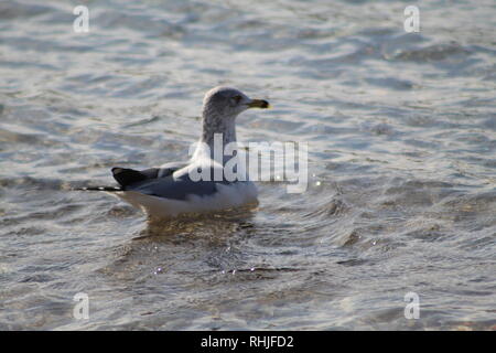 Les oiseaux sur le fleuve Colorado Banque D'Images