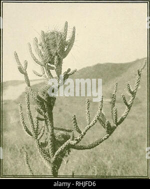 . Les oiseaux de Californie : un tableau complet, scientifiques et populaires de l'compte 580 espèces et sous-espèces d'oiseaux trouvés dans l'état. Les oiseaux ; les oiseaux. Le Cactus Wren  = type de soutien qui promet de rayer l'ennemi suffisamment. Dans la vallée de San Fernando j'ai trouvé un nid dans un buisson de groseille (Ribes hesperiiim). M. Frank S. Daggett a trouvé un nid dans un abricotier, et un autre, encore plus remarquable, le bras sur la croix d'un pôle de la ligne, près de Azusa, à une hauteur de trente pieds. Le Troglodyte des cactus ont tendance à coloniser des particules d'associa- tion de de 10 à 20 paires. Dans leur attachmen- dividual Banque D'Images