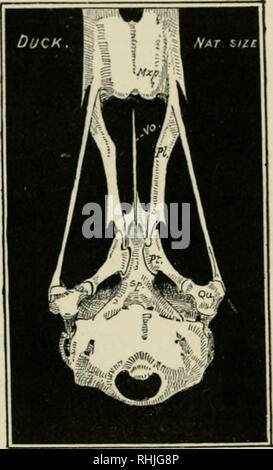 . Les oiseaux de l'Empire japonais. Les oiseaux -- Japon. ANSERES 234. La partie postérieure marf ;;dans des stcrmim, et c'est très faible par rapport à l'un des creux dans le^ du sternum Gallinae. L'. Crâne d'Anas hoschas cpisternal. processus sont petites, et ne répondent plus aux pieds du coracoids. Le Anscres sont cosmopolites, et se composent de près de deux cents espèces, dont 37 ont été enregistrés à partir d'Empire japonais.^ 220. CYGNUS MUSICUS. (HOOPER) Cygnm miisicus. SWAN, Bechstein, Naturg. Deutschland. iii. p. 830 (1809). Le Hooper ne peut être reconnue par la distribution de la jaune Banque D'Images