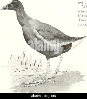 . Oiseaux d'Amérique ;. Les oiseaux -- Amérique du Nord. Phi'l- ; i . :J Jackson avec la permission de '-f- Nat .^sso. Aud. Soc. Nid et oeufs de GALLINHLE VIOLET Orange Lake. Floride atteint les branches d'un magnolia centenaire. Ici d'une hauteur de 20 pieds de son plumage pourpre brillaient d'une beauté resplendissante sous tous les regards du soleil du matin. L'ensemble de la performance et de faire une photo pas facilement oublié. Lors des vols de courte durée, et en particulier lorsque la poursuite de l'autre, les jambes pendent comme si tout est prêt pour une utilisation immédiate en cas d'emergencv. Ils nagent bien que ne sont pas bien s'web- putois. L Banque D'Images