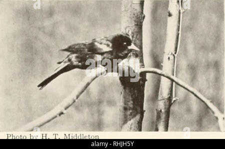 . Oiseaux d'Amérique ;. Les oiseaux -- Amérique du Nord. ICTERID.E 251 quantité dans les estomacs. Ils groupent mais peu plus th:ui, 13  % de l'ensemble de l'avoine, luod formant près de la moitié de ce montant. En raison des nombreuses plaintes que l'aile rouge mange le grain, cet enregistrement est risingly suri)petit. Le point le plus important de l'alimentation de l'oiseau, cependant, c'est graines de mauvaises herbes, qui fait pratiquement l'ensemble de la nourriture en hiver et environ 57  %, du tarif de l'ensemble de l'année. Le principal mangé les graines de mauvaises herbes à poux, arc ceux de barn-herbe, et renouée scabre. Que ces graines sont préférés est illustré par le fait que Banque D'Images