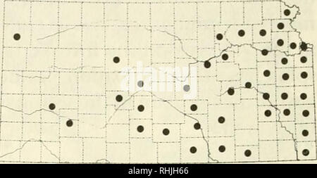 . Les oiseaux dans le Kansas. Les oiseaux -- Identification du Kansas. 352 oiseaux dans le Kansas. Whip-poor-will Caprimulgus vociferus (Wilson) Statut : Le Whip-poor-will est un passage commun localement et en été, à l'Est. Il se reproduit à l'ouest à au moins Riley comté, mais son statut de reproduction et de distribution de l'Ouest sont mal connus. Période d'occurrence : le Whip-poor-will a été enregistré à partir du 3 avril au 14 octobre. Des habitudes de conduite et de l'habitat : La gamme de l'Engoulevent bois-pourri dans l'est du Kansas semble diminuer comme l'Engoulevent de Caroline continue d'empiéter sur son territoire traditionnel. Les deux espèces occupent wo Banque D'Images