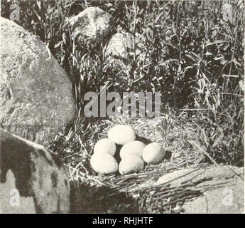 . Oiseaux d'Amérique ;. Les oiseaux -- Amérique du Nord. i6o OISEAUX D'AMÉRIQUE La Bernache du Canada est la plus connue de la sous-famille membre Anscrincr dans l'Est et du centre de l'Amérique du Nord. Presque tout le monde est familier avec la vue de la forme en V de ces bandes. Photo par T. G. Pearson Courtesy o£ Nat. Asso. Aud. Soc. Nid et oeufs d'oie du Canada Lac Stump, Dakota du Nord, sjjlendid oiseaux pendant leur migration vers le sud en automne, ou au printemps lorsqu'ils plus détourner les battements d'ailes vers le pôle congelé. La grande reproduction de thi.. Goose sont dans le LiSrit- ish provinces, peu, voire aucune, de l'est pa vol Banque D'Images