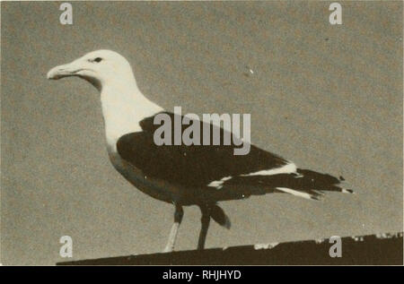 . Les oiseaux dans le Kansas. Les oiseaux -- Identification du Kansas. 295 goélands. Un adulte Goéland marin (Larus marinus). Photographie par David A. Rintoul. Goéland marin Larus marinus (Linnaeus) Statut : Il y a deux mentions pour le Goéland marin : un pour le 13 avril 1973 et un pour le 13 avril 1974. Il n'y a pas d'autres documents, et jusqu'à ce qu'un spécimen ou satisfaisantes photographie est prise, il va rester sur la liste hypothétique.. Veuillez noter que ces images sont extraites de la page numérisée des images qui peuvent avoir été retouchées numériquement pour plus de lisibilité - coloration et l'aspect de ces i Banque D'Images