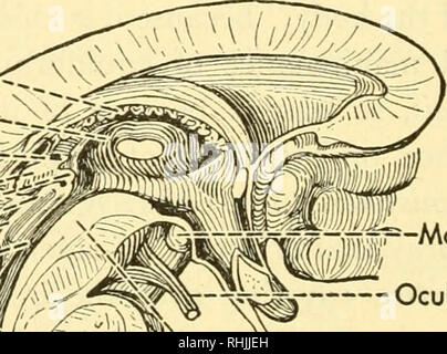 . Biologie des vertébrés : une étude comparative de l'homme et de ses alliés de l'animal. Les vertébrés Les vertébrés ; -- Anatomie ; anatomie, comparatif. v =-Mammillary nerf oculomoteur corps otorhinolaryngologie désignant ^ ^Pons "vPosterior médullaire antérieure Velum plexus choroïde pyramide de Medulla """Decussation de pyramides ' ^-'Canal Central de la moelle épinière Fig. 637. Section sagittale à travers le cerveau humain de la tige. (Après l'hémisphère cérébelleux Toldt.) du mésencéphale, ou mi-cerveau, est le plus conservateur région du cerveau. Ses murs, d'épaisseur moyenne, entourent l'aqueduc élancée qui conne Banque D'Images