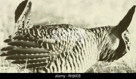 . Les oiseaux dans le Kansas. Les oiseaux -- Identification du Kansas. 174 OISEAUX EN KANSAS I. Â ¢ â un homme adulte Tétras des prairies (Tympanuchus cupido). Photographie par David A. Rintoul. Tétras des prairies (Tympanuchus cupido (Linnaeus) Statut : Le Tétras des prairies est un résident commun localement dans le tiers oriental de l'état. Il est le plus commun dans les collines de silex, rare et local dans le centre-nord de l'état, et rare dans le nord-ouest. Il me semble être l'expansion dans son ancienne aire de répartition dans le nord-ouest. Période d'occurrence : l'espèce est un résident. Reproduction : Prairie-poulets se rassemblent à Banque D'Images