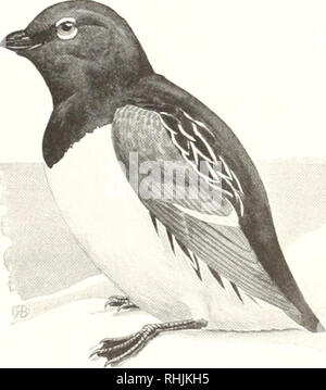 . Oiseaux d'Amérique ;. Les oiseaux -- Amérique du Nord. Pingouins, AIURRES, et de macareux 31 Mergule nain Alle alle ( LiiiiKciis) A. O. U. umber ^14 Mergule : Mer Dove : Alk- ; Koteli ; d'autres noms, Richard Séguin, Description générale.- Longueur S'.. pouces. Au-dessus de couleur : noir, blanc, ci-dessous : tête et liill, formé comme ceux d'une caille. Couleur.- adultes en été : Tête, cou tout autour, et les parties supérieures, bleu-noir brillant ; et d'autre de la tête, du cou et de la gorge, ombré de brun fuligineux ; trois ou quatre des traînées blanches sur les épaules ; secondaires, avec embout blanc ; parties inférieures, wdiite pure ; le projet de loi, noir : pieds couleur chair, en face, bla Banque D'Images