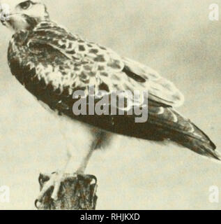 . Les oiseaux dans le Kansas. Les oiseaux -- Identification du Kansas. 150 oiseaux dans le Kansas. Un immature de Swainson (Buteo swainsoni). Photographie par Roger Boyd. Buse de Swainson Buteo swainsoni (Bonaparte) Statut : Buse de Swainson est un résident d'été et transitoire de l'ouest, qui devient moins courant vers l'Est. Période d'Occurrence : Buse de Swainson est plus abondante à partir de début avril à septembre. Johnston (1965) donne aux ar- médian rival et dates de départ du 12 avril au 12 octobre. Les dates extrêmes sont 2 mars (douteux) à travers 2 novembre. Vue de l'hiver sont des documents douteux credibi Banque D'Images