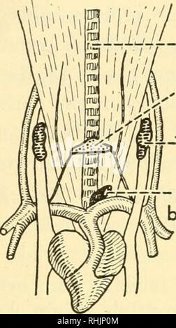 . Biologie des vertébrés : une étude comparative de l'homme et de ses alliés de l'animal. Les vertébrés Les vertébrés ; -- Anatomie ; anatomie, comparatif. S°4 Biologie du corps ultimobranchial gauche vertébrés se développe dans des lézards (Fig. 416), et leur présence dans les oiseaux et les mammifères est douteux. Le corps ultimobranchial en fonction peut être connecté avec d'autres structures lymphoïdes dans tout le corps, comme les amygdales, qui sont aussi des dérivés pharyngiens.. La trachée. Veuillez noter que ces images sont extraites de la page numérisée des images qui peuvent avoir été retouchées numériquement pour plus de lisibilité - coloration et un Banque D'Images