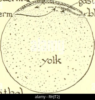 . Biologie ; l'histoire des êtres vivants. . GiastrocoelQ teldleciti2al eg"g - toiT'd schéma de l'effet de l'oeuf sur la formation de la gastrula. Lire le texte p. 420 et tenter de décrire le etfect gaslrulation de vitellus sur. (Après Patten.) Dans un grand nombre des poissons qui sont relativement grandes formes vitellus, le développement est similaire. Les jeunes alevins de la basse à nez transporter assez d'œuf, jusqu'à maintenir leur "flamme de vie " pendant environ deux semaines, après quoi ils commencent à feedhig sur le plancton abondant habituellement les organismes. Alors que dans un type d'macrolecithal avec une offre abondante de jaune Banque D'Images