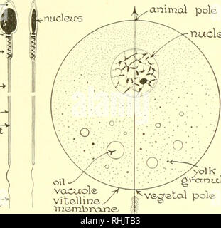 . Biologie ; l'histoire des êtres vivants. La REPRODUCTION ET LES CYCLES DE VIE 415 une série exhaustive de divisions, par lequel chaque cellule devient à plusieurs reprises deux (croissance). Le résultat de ces divisions successives est une énorme multiplication des cellules en différenciation pour former l'ensemble du corps de l'individu (développement). Dans le présent contexte, il est souhaitable de souligner que ce processus complexe de division cellulaire (mitose) a été exhaus- ment étudié, de sorte que l'essentiel est aujourd'hui bien connue. En un mot, le résultat final est la distribution finale, à chaque une des innombrables cellules qui Banque D'Images