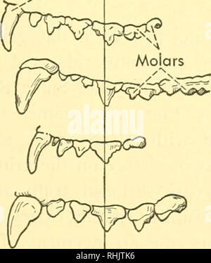 . Biologie des vertébrés : une étude comparative de l'homme et de ses alliés de l'animal. Les vertébrés Les vertébrés ; -- Anatomie ; anatomie, comparatif. . Veuillez noter que ces images sont extraites de la page numérisée des images qui peuvent avoir été retouchées numériquement pour plus de lisibilité - coloration et l'aspect de ces illustrations ne peut pas parfaitement ressembler à l'œuvre originale.. Walter, Herbert Eugene, b. 1867 ; Leonard Sayles, Perkins, 1902-. New York : Macmillan Co. Banque D'Images