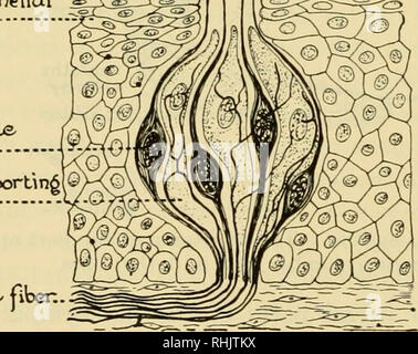 . Biologie ; l'histoire des êtres vivants. 356 L'ENTRETIEN DE L'individu l'origine de la système autonome a fait l'objet de con- siderable la spéculation. Certains chercheurs croient qu'il a été ensuite dérivé du système nerveux central, probablement à la migration des cellules. D'autres appuient l'idée qu'il est en réalité un appareil ancestral primitif qui est plus ou moins homologues avec le système nerveux des invertébrés. Selon cette théorie, le système autonome est devenu ensuite asservi à la volon- taire du système nerveux des vertébrés. Les organes des sens Banque D'Images