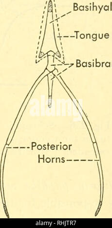 . Biologie des vertébrés : une étude comparative de l'homme et de ses alliés de l'animal. Les vertébrés Les vertébrés ; -- Anatomie ; anatomie, comparatif. Appareil d'admission 283 --°-^Basibranchials langue maternelle. Le mécanisme dans les deux cas, est quelque peu différente. En Cham- eleon le cadre osseux de la principale langue agit comme un système d'exten- sion de leviers pour compléter la composante musculaire secondaire de la langue dans sa saillie, ce qui n'est pas le cas avec Eurycea. Les oiseaux dans le cadre de l'osseux langue primaire, qui prend en charge la langue secondaire, est particulièrement bien développé. Ce cadre se compose typ Banque D'Images