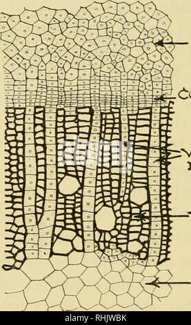 . Biologie ; l'histoire des êtres vivants. Wright Pierce La caractéristique de lenticelles le {Betiila populifolia bouleau blanc). Notez le placement de l'lenticles. Dispersés sur la surface de brindilles et les jeunes troncs sont trouvés, lenticelles nombreuses ouvertures dans la couche liégeuse qui sont remplies avec des masses de cellules. Ils se trouvent aussi bien sur les racines et les tiges et agir comme de pores qui permettent l'échange de gaz entre les cellules vivantes du cortex et le me- dium extérieur. Les lenticelles sont souvent décrits comme « jDores" de respiration et les preuves expérimentales semble faire ce titre valide Banque D'Images