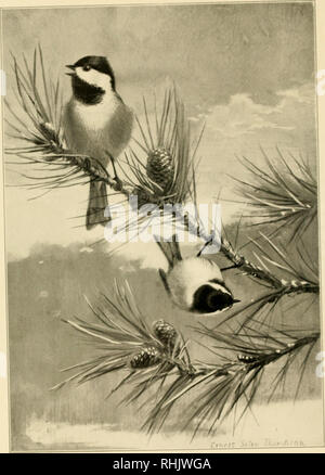 . Portraits d'oiseaux. Les oiseaux. La mésange à tête noire. Veuillez noter que ces images sont extraites de la page numérisée des images qui peuvent avoir été retouchées numériquement pour plus de lisibilité - coloration et l'aspect de ces illustrations ne peut pas parfaitement ressembler à l'œuvre originale.. Seton, Ernest Thompson, 1860-1946 ; Hoffmann, Ralph, 1870-1932. Boston, Ginn &AMP, le nom de l'entreprise Banque D'Images