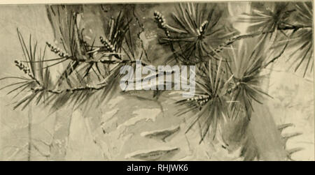 . Portraits d'oiseaux. Les oiseaux. . Veuillez noter que ces images sont extraites de la page numérisée des images qui peuvent avoir été retouchées numériquement pour plus de lisibilité - coloration et l'aspect de ces illustrations ne peut pas parfaitement ressembler à l'œuvre originale.. Seton, Ernest Thompson, 1860-1946 ; Hoffmann, Ralph, 1870-1932. Boston, Ginn &AMP, le nom de l'entreprise Banque D'Images