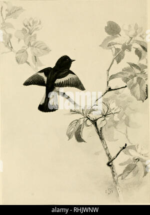 . Portraits d'oiseaux. Les oiseaux. La paruline flamboyante. Veuillez noter que ces images sont extraites de la page numérisée des images qui peuvent avoir été retouchées numériquement pour plus de lisibilité - coloration et l'aspect de ces illustrations ne peut pas parfaitement ressembler à l'œuvre originale.. Seton, Ernest Thompson, 1860-1946 ; Hoffmann, Ralph, 1870-1932. Boston, Ginn &AMP, le nom de l'entreprise Banque D'Images