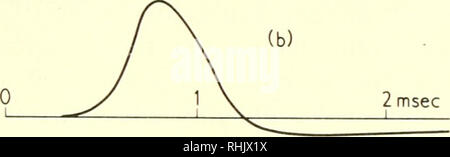 . Sciences biophysiques. La biophysique. 100 350 r 110 mv 0L 2 msec. La Figure II. Potentiel d'action prévues et observées, (a) montre la courbe prédit par les équations développées dans cette section, tandis que (b) est un tracé d'un potentiel d'action réelle observée sur un axone. Après A. L. Hodgkin et Huxley A. F., "une description quantitative de la membrane et son application à l'excitation et de la conduction nerveuse," dans J. Physiol. 117 : 500 (1952). des expériences et l'importance de la période minimale de six constantes de trouvé. 5. Résumé Les équations et les expériences de Hodgkin et Huxley ont été che Banque D'Images