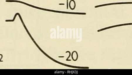 . Sciences biophysiques. La biophysique.  + 20  + 10  + 5 à -5. 10,2 Mo/cm | Q [JL II I I II I I I I II I I J J J J Â Â Â I I II II I . Je ma/cm2 Â° l0 20 30 40 50 60 ms 2,0 ma/cm2 iii111111111111111111111111111 0 2 4 6 8 10 12 ms Figure 8. D'autres pièces de la membrane présente sous une tension de serrage. Le déplacement du potentiel de membrane (V) est donnée en millivolts par le nombre attaché à chaque enregistrement. L'intérieur est illustré comme une flèche vers le haut. Six registres à un temps inférieur à la vitesse de base sont données dans la colonne de droite. Détails expérimentaux comme dans la Figure 6. Après A. L., A. F. Hodgkin et Huxley, B Banque D'Images