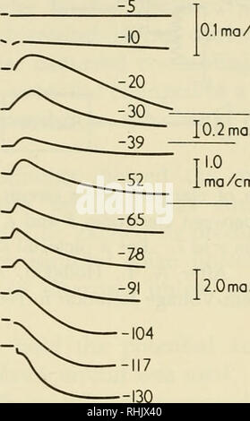 . Sciences biophysiques. La biophysique. 450 La base moléculaire de l'influx nerveux /24 : 4 à - 117 mv la bosse initiale disparaît et par - 130 mv une bosse dans la direction opposée est apparue. En retirant le Na + de le milieu extérieur et le remplacer par la choline"1", Hodgkin et Huxley ont montré que la bosse initiale était due à la conduction de Na +. Si la perméabilité de la membrane à Na  +  + 65  + 20  + 10  + 50,1 ma/cm2.  + 20  + 10  + 5 à -5. Veuillez noter que ces images sont extraites de la page numérisée des images qui peuvent avoir été retouchées numériquement pour plus de lisibilité - coloration et l'aspect o Banque D'Images