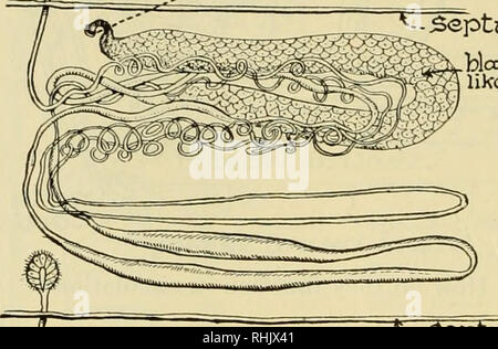 . Biologie ; l'histoire des êtres vivants. 192 principes biologiques organismes illustrant de la peau, où l'oxygène est ramassé et combinée avec l'hémoglobine, pour être ensuite relâchés dans les cellules du corps où le travail est fait. Le dioxyde de carbone et les déchets sont ici repris par le sang et à la peau et aux organes excréteurs ou néphridies. On peut facilement démontrer le réseau de minuscules capillaires dans la peau où cet échange a lieu. Les organes d'excrétion néphridies couplé sont essentiellement des organes tubulaires spiralés, composé d'un entonnoir cilié ou nephrostome qui s'ouvre en Banque D'Images