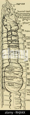 . Biologie ; l'histoire des êtres vivants. 190 organismes illustrant des principes biologiques par les parois de l'intestin, la plupart passant dans le sang et directement dans le liquide cœlomique, où il peut continuer à l'extérieur de la paroi musculaire cœlome. Matériel inutilisable, principalement la terre, est passé par la contraction musculaire par l'anus, et peut souvent être vu sur les pelouses que peu des piles de pièces." "Comment le sang circule depuis dans la terre il y a un arrangement très différent que dans d'Hydra, où la nourriture est directement disponible à toutes les cellules, nous nous attendons à trouver quelques moi Banque D'Images