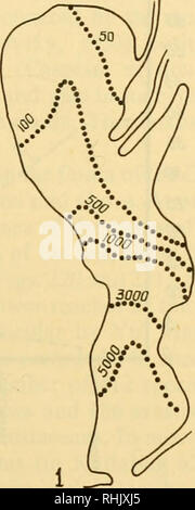 . Biologie des mers de l'URSS. Biologie Marine -- Union soviétique ; l'Hydrologie -- Union soviétique. La mer Noire 455 sp. relicta, Vivipara vivipara, Theodoxus danubialis, Unio tumidus, Ponto- gammarus maeoticus, Corophium volutator, ? Balanus improvisus, nobile, Oligochaeta, Tendipedidae Hypaniola, invalida, Nereis spp., Mytilus gallo- provincialis. La moitié d'entre eux sont 'Caspian' et 2 ou 3 formes d'eau douce. La biomasse moyenne du fond biocoenoses est de quelques grammes à 1 kg par m2. Les biocoenoses bentho-nectic sont formés de "Caspian" ; l'eau douce les mysidacés rotifères et crustacés sont super Banque D'Images