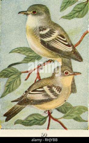 . Guide des oiseaux : les oiseaux des terres à l'Est des Rocheuses de perroquets à merles-bleus. Les oiseaux -- United States. Moucherolle à ventre jaune. 463. Empidonax flaviventris. ^ 5 pouces. Ces étranges petits Flycatchers sont trouvés dans des marais, telles que celles généralement fréquenté par Olive-sided Fly catchers et Paruline Paruline à collier. Ils sont l'un des rares de la famille à faire leur nid sur le sol ou très closf à elle. Leurs maisons sont faites dans l'monticules couverts de mousse ou des souches trouvées dans ces marécages. Rang'e.-N. A. À l'Est des plaines du nord au Labrador du nord de reproduction vers le nord des États-Unis. Le VERT OU LE MOUCHEROLLE VERT 405. Empidon Banque D'Images