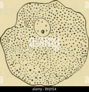 . Biologie ; l'histoire des êtres vivants. 128 PRINCIPES FONDAMENTAUX DE LA STRUCTURE ET LA FONCTION présence de substances appelées enzymes, qui agissent comme catalyseurs d'agents, ainsi que par leur présence l'exécution de ces fonctions. (Voir pages 279-280.) Les enzymes sont fabriqués dans certaines cellules et on croit que toutes les cellules, même un ovule, contient des enzymes qui sont capables de digérer les substances alimentaires, ainsi que ceux dont l'aide de l'oxydation à l'intérieur de la cellule. Dans les plantes, les enzymes semblent être faits dans presque toute cellule qui est active, et ces enzymes ont généralement une action réversible. Par exemple, certai Banque D'Images