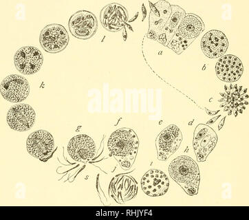 . La biologie de la protozoaires. Les protozoaires ; les protozoaires. BIOIJICY 530 DE LA I'h'OToZOA maeroganiete gamπtes fusible, un être fécondés par un seul micro- (g) de gamètes. La cellule fécondé résultant de cette fusion est le zygote dans lequel les pronucléus fusible. Le noyau de la fécondation puis divise les deux produits et de diviser de nouveau avant le protoplasme se divise en quatre parties, une sur chacun des noyaux. Ce processus, ou metagamogony, conduit à la formation de quatre des sporoblastes au sein de l'et sporocyste sporoblaste chacun a son propre protecteur. Fig. 212.-Eimeria schubergi. Les sporozoïtes penetrat Banque D'Images