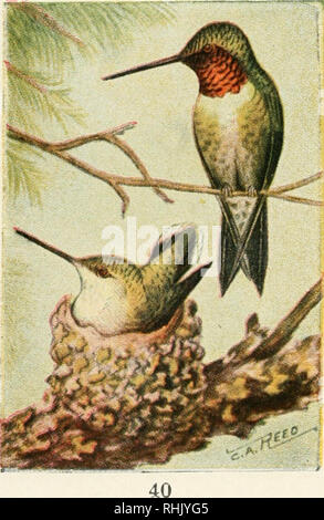 . Guide des oiseaux : les oiseaux des terres à l'Est des Rocheuses de perroquets à merles-bleus. Les oiseaux -- United States. Colibri à gorge rubis. 428. Archilochus colubris. 3V2 pouces. Ce petit bijou est le seul de la famille a trouvé sur le territoire inclus dans ce livre. Les propriétaires de jardins de fleurs ont la meilleure des chances pour l'étude de ces joyaux ailés, sur leurs nombreux voyages et vient pour le miel, ou les insectes qui sont également attirés là- par. Gri-gri avec ailes, elles restent suspendues devant une fleur, puis-buzz-et ils sont l'examen du prochain projet de loi, perdu dans les profondeurs doux. Leur humeur est un Banque D'Images